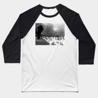 Swans eagerly waiting for their feed Baseball T-Shirt